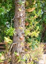 Cannonball fruit on the cannonball tree with flower, Shorea robusta Dipterocarpaceae - Sal, Shal, Sakhuwan, Sal Tree, Sal of India