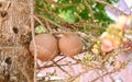 Cannonball fruit on the cannonball tree with flower, Shorea robusta Dipterocarpaceae - Sal, Shal, Sakhuwan, Sal Tree, Sal of India