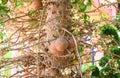 Cannonball fruit on the cannonball tree with flower, Shorea robusta Dipterocarpaceae - Sal, Shal, Sakhuwan, Sal Tree, Sal of India