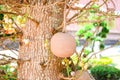 Cannonball fruit on the cannonball tree with flower, Shorea robusta Dipterocarpaceae - Sal, Shal, Sakhuwan, Sal Tree, Sal of India