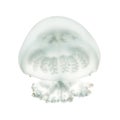 Cannonball jellyfish or cabbagehead jellyfish