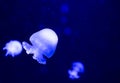 Cannonball jellyfish closeup, under water Royalty Free Stock Photo