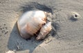 Cannonball Jellyfish washed up on Hilton Head Island Beach, South Carolina Royalty Free Stock Photo