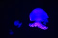 Cannonball jellyfish Stomolophus meleagris, also known as the cabbagehead jellyfish