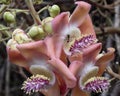 Cannonball Tree blossom Royalty Free Stock Photo