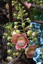 Cannonball Tree