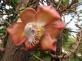 Cannonball tree, Couroupita with beautiful blossom Royalty Free Stock Photo