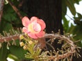 Cannonball tree, Couroupita with beautiful blossom Royalty Free Stock Photo