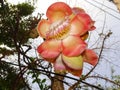 Cannonball tree, Couroupita with beautiful blossom Royalty Free Stock Photo