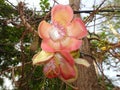 Cannonball tree, Couroupita with beautiful blossom Royalty Free Stock Photo