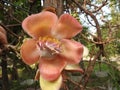 Cannonball tree, Couroupita with beautiful blossom Royalty Free Stock Photo