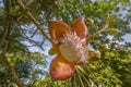 Cannonball Tree flower, Costa Rica Royalty Free Stock Photo