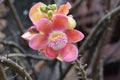 Cannonball tree (Couroupita guianensis)