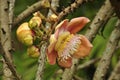 Cannonball tree (Couroupita guianensis)