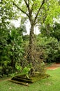 Cannonball tree (Couroupita guianensis)