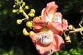 Cannonball tree (Couroupita guianensis)