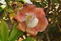 Cannonball tree (Couroupita guianensis)