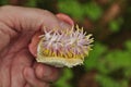 Cannonball tree (Couroupita guianensis)