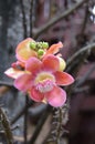 Cannonball tree (Couroupita guianensis)