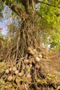 Cannonball tree