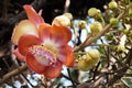 Cannonball Tree Flower. Royalty Free Stock Photo