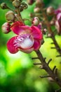 Cannonball tree flower (Couroupita guianensis) Royalty Free Stock Photo