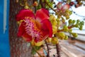 Cannonball tree flower in the garden. Royalty Free Stock Photo