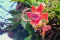 Cannonball tree flower or sala or shorea robusta