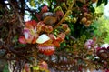 Cannonball Tree Royalty Free Stock Photo