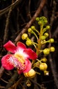 Cannonball Tree flowers