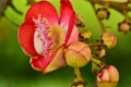 Cannonball tree flowers