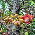Cannonball tree is a kind of auspicious tree. Royalty Free Stock Photo
