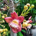 Cannonball tree is a kind of auspicious tree. Royalty Free Stock Photo