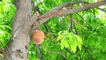 Cannonball tree properties that rubber can be used as an astringent, hemostatic, to treat skin blisters