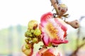 Cannonball Tree Royalty Free Stock Photo