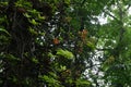 A cannonball tree trunk with Inflorescence with flowers and lots of branches on the trunk Royalty Free Stock Photo