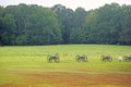 Cannons and deer on battlefield Royalty Free Stock Photo