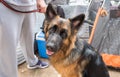 Long-haired German shepherd dog outdoor. Close Up Portrait