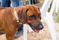 Rhodesian Ridgeback Head. Close Up Portrait Royalty Free Stock Photo