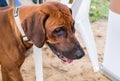 Rhodesian Ridgeback Head. Close Up Portrait Royalty Free Stock Photo