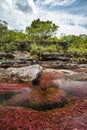 Cano Cristales the most beautiful river in the world