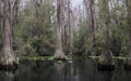 Canoe Kayak trail, Okefenokee Swamp National Wildlife Refuge Royalty Free Stock Photo