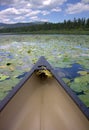 Canoe on Lake with Blooming Lily Pads