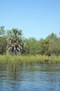 Canoe in the Okavango Delta