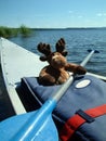 Canoeing moose Royalty Free Stock Photo