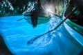 Canoes Inside turquoise grotto, Capri blue cave, Italy Royalty Free Stock Photo