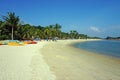 Canoes and palm trees on sunny beach Royalty Free Stock Photo