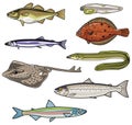 Vector illustrations of Sea Fish-4