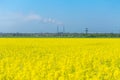 canola on the background of a working plant