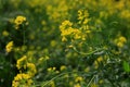 Canola blossm